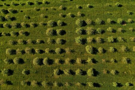 Grüne Obstbäume auf der Streuobstwiese von oben betrachtet
