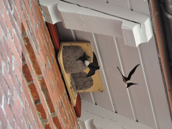 Mehlschwalben brüten in künstlicher Nisthilfe auf Gut Herbigshagen Dachvorsprung mit künstlichen Nisthilfen, Mehlschwalben fliegen hin und her