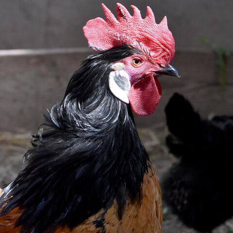 Portraitaufnahme Hahn der Rasse Vorwerkhuhn im Stall auf Gut Herbigshagen