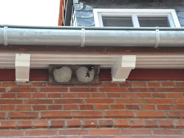 Mehlschwalbe nistet wieder auf Gut Herbigshagen Dachvorsprung mit Kunstnest, an dem eine Mehlschwalbe sitzt