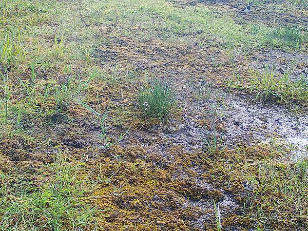 Gar nicht so leicht zu entdecken:Kiebitz-Küken auf der Brutfläche im Ferbitzer Bruch.