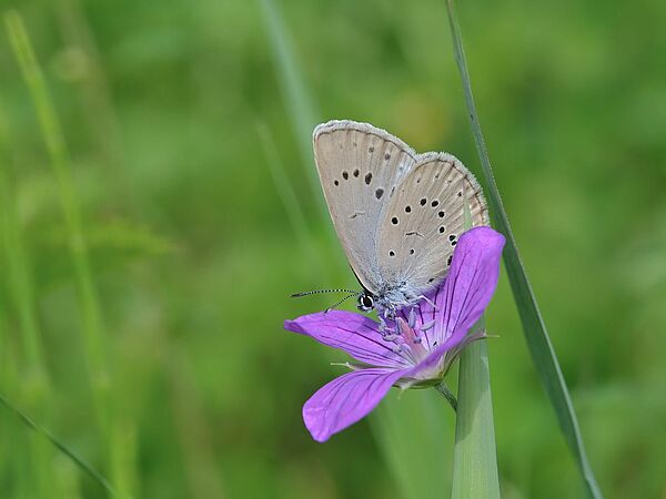 Helle Wiesenknopf-Ameisenbläuling Zarter Schmetterling auf einer violetten Blüte