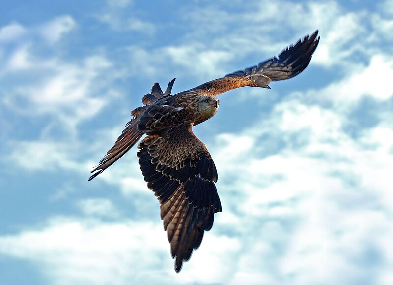 Rotmilan im Flug vor blauem Himmel