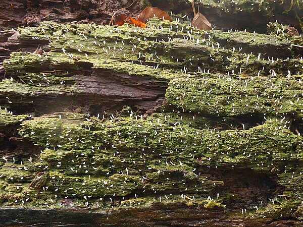 Bild einer seltenen Flechte, die auf einem Totholzstamm wächst: die Holz-Flechtenkeule