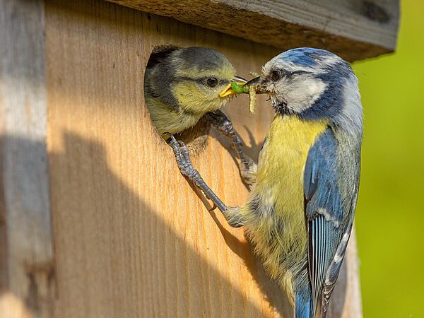 Eine Blaumeise füttert einen Jungvogel im Nistkasten.