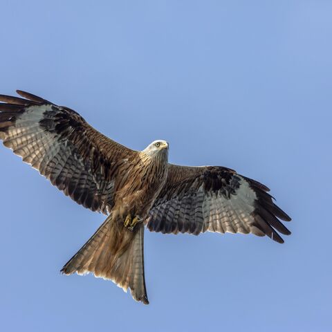 Rotmilan vor blauem Himmel, an den Flügelunterseiten die typischen weißen Federn