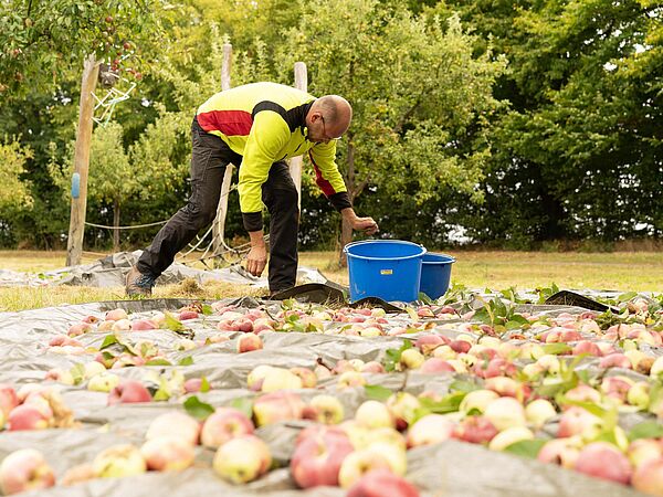 Mann in Arbeitskleidung sammelt erntereife Äpfel in Eimer auf einer Streuobstwiese