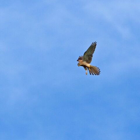 Turmfalke steht in der Luft im typischen Rüttelflug, blauer Himmel