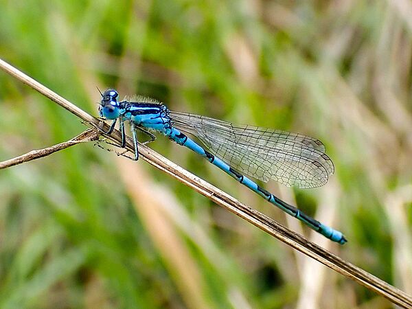 Eine Gabel-Azurjunfer sitz auf einem Pflanzenstängel. Die Libelle ist leuchtend blau und schwarz gemustert.