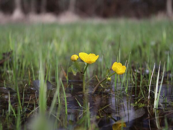 Gelbe Sumpfdotterblume steht in sumpfigem Untergrund