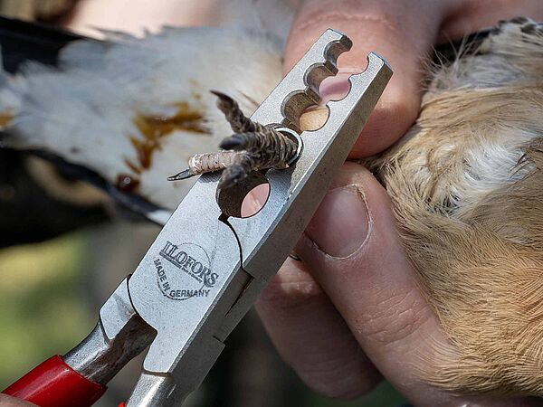 Bild von einer Vogelberingung
