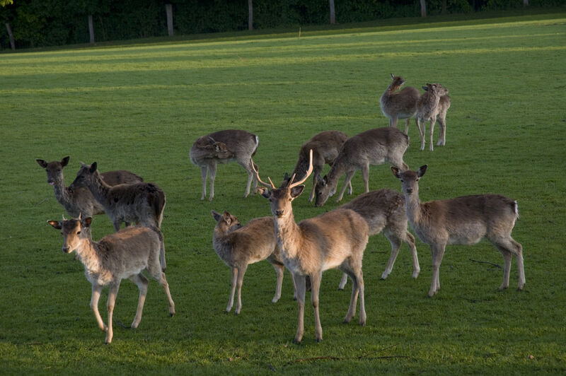 Damwildrudel auf grüner Wiese