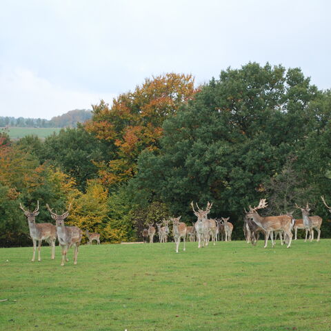 Damwildrudel auf Wiese vor Bäumen mit herbstlicher Laubfärbung