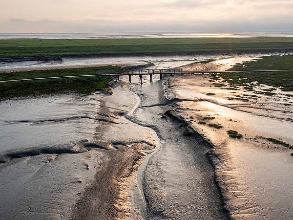 Der Langwarder Groden bei Sonnenuntergang – das gold-gelbe Licht der Sonne spiegelt sich im Wattboden.