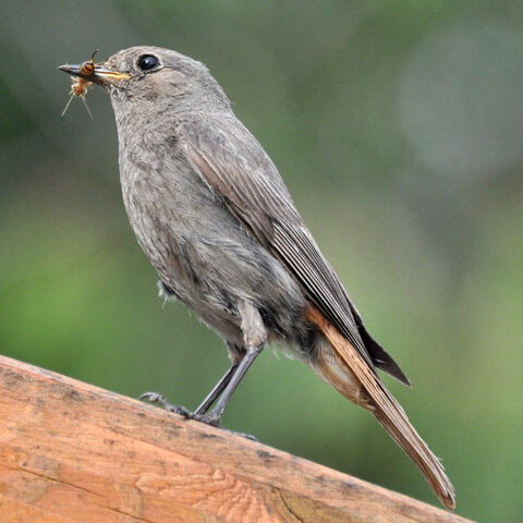 Hausrotschwanz Weibchen mit Ohrenkneifer im Schnabel sitzt auf Zaun vor grünem HIntergrund