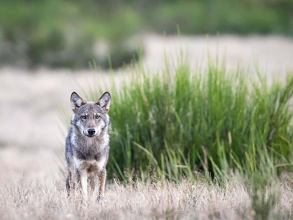 Junger Wolf in einer Naturlandschaft vor einem Ginsterbusch