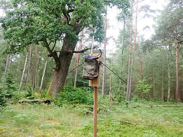 Ein Batcorder nimmt in Sielmanns Naturlandschaft Kyritz-Ruppiner Heide die Ultraschall-Rufe von Fledermäusen auf.