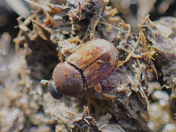 Euoniticellus fulvus Brauner Dungkäfer auf Dung