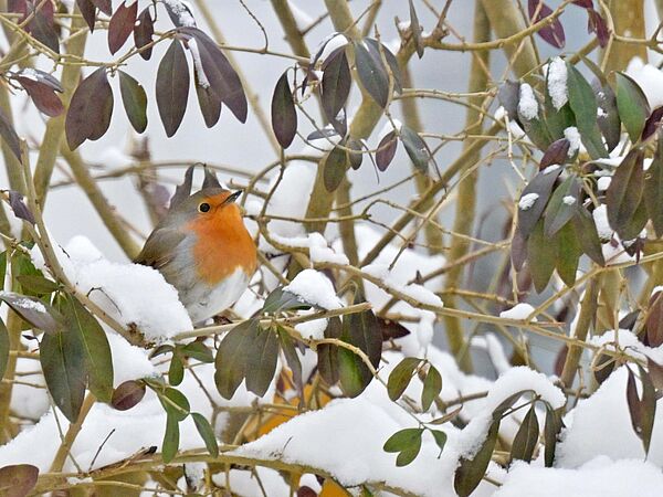 Rotkehlchen sitzt in einer Hecke, auf dem Boden liegt Schnee.