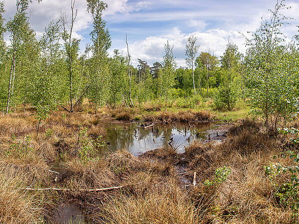 Grünswalder Moor