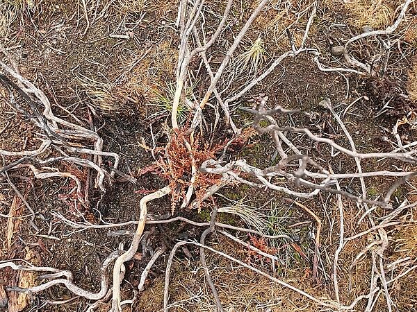 1.	Austrieb einer Heidepflanze in Sielmanns Naturlandschaft Kyritz-Ruppiner Heide nach dem Brennen