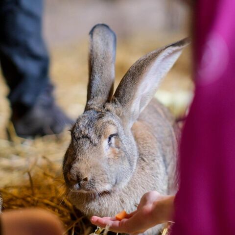 Kaninchen sitzt im Stroh