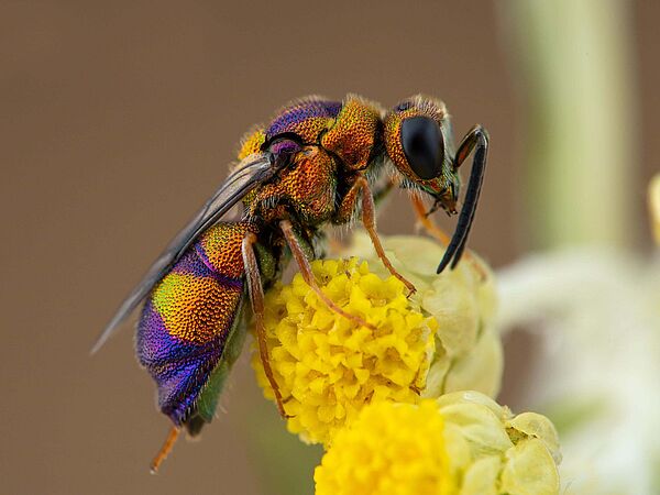 Pupurgoldwespe Euchroeus purpuratus Goldgelb schimmernde Wespe auf gelber kugeliger Blüte