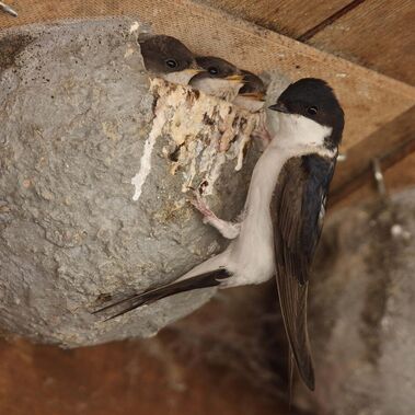 Eine Mehlschwalbe füttert Jungtiere in einer künstlichen Nisthilfe