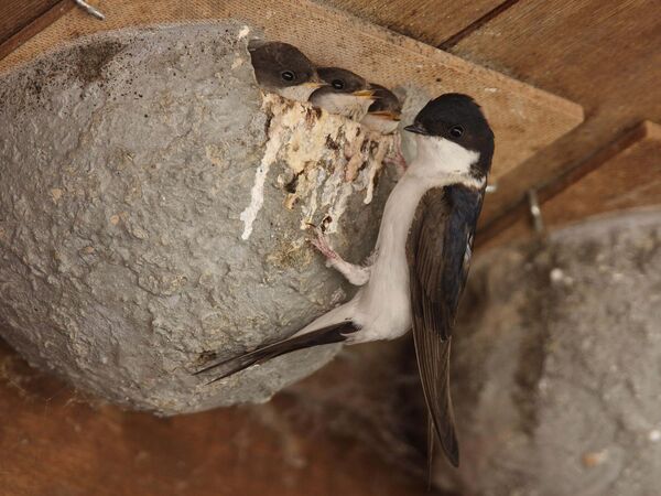 Mehlschwalben mit Jungen an Nisthilfe Eine Mehlschwalbe füttert Jungtiere in einer künstlichen Nisthilfe