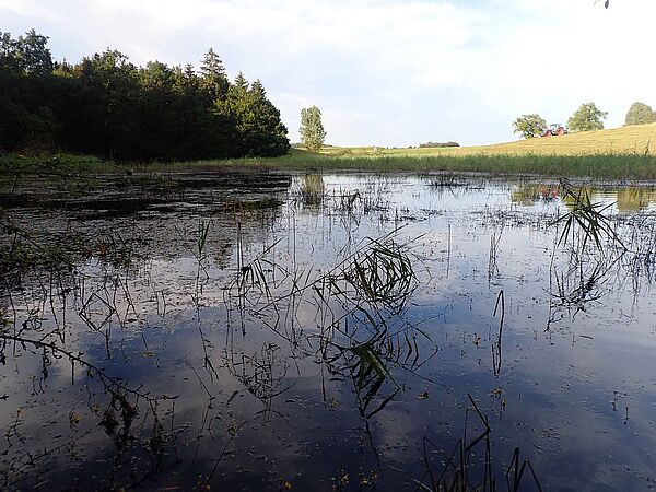 Blick auf das Toteisloch bei Wörthsee (Landkreis Starnberg) - Sielmanns Biotopverbünde Südbayern